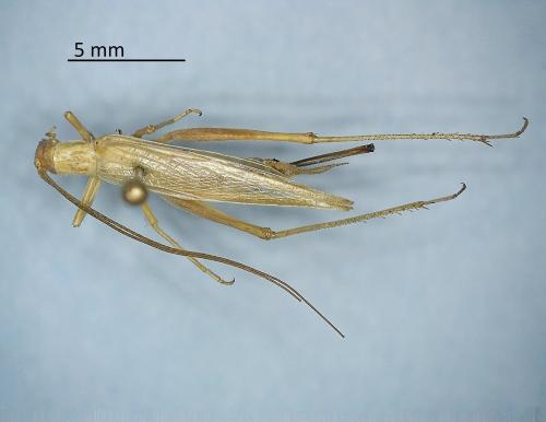 Réf. 338 610 : Oecanthus quadripunctatus